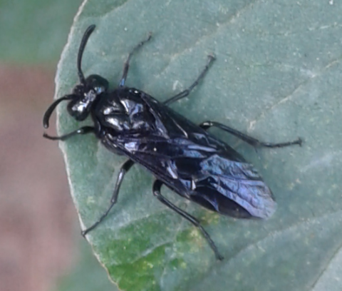 Argidae : Arge da ID